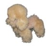 boulgom-peluche-chien-beige-28-cm-caniche (16367)
